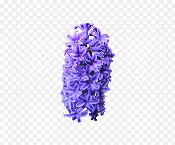紫色风信子花卉