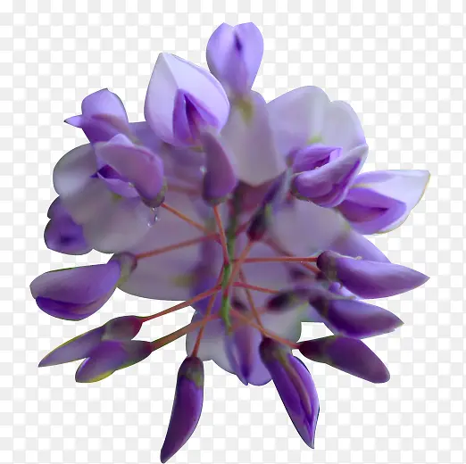 紫色芬芳花朵美丽