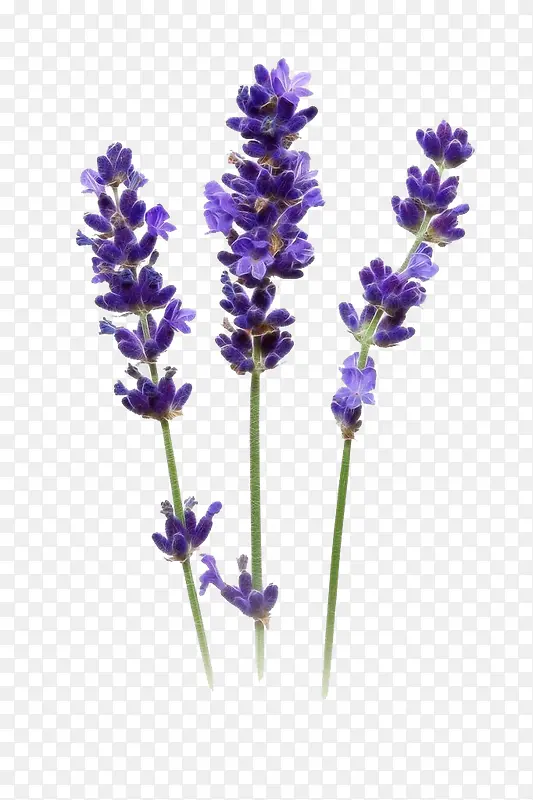 高清紫色花朵薰衣草