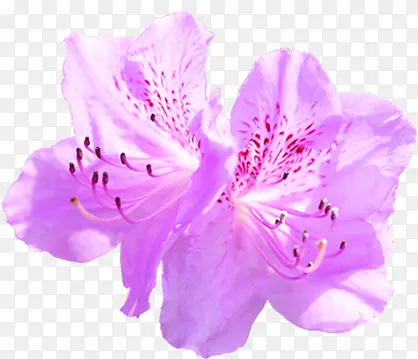 紫色唯美淡雅花朵设计