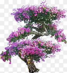 紫色唯美花朵树木