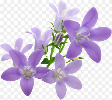 紫色手绘花朵植物装饰唯美