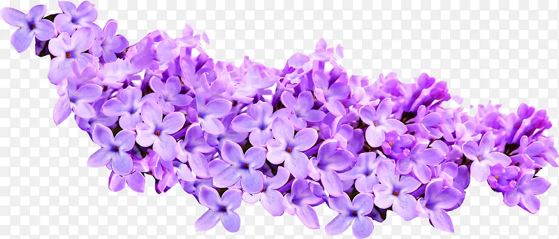 紫色春天花朵设计装饰
