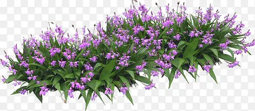 紫色园林花朵景观