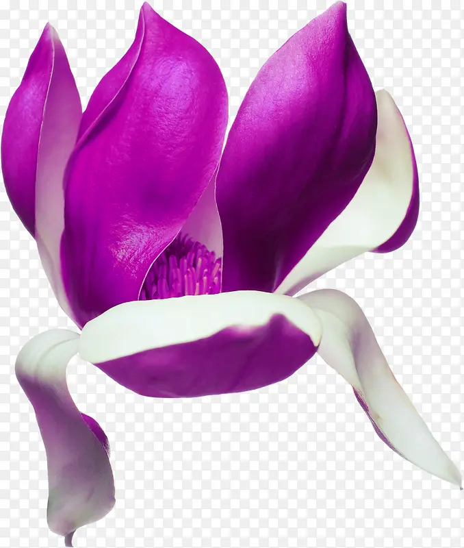 紫色唯美花朵设计装饰