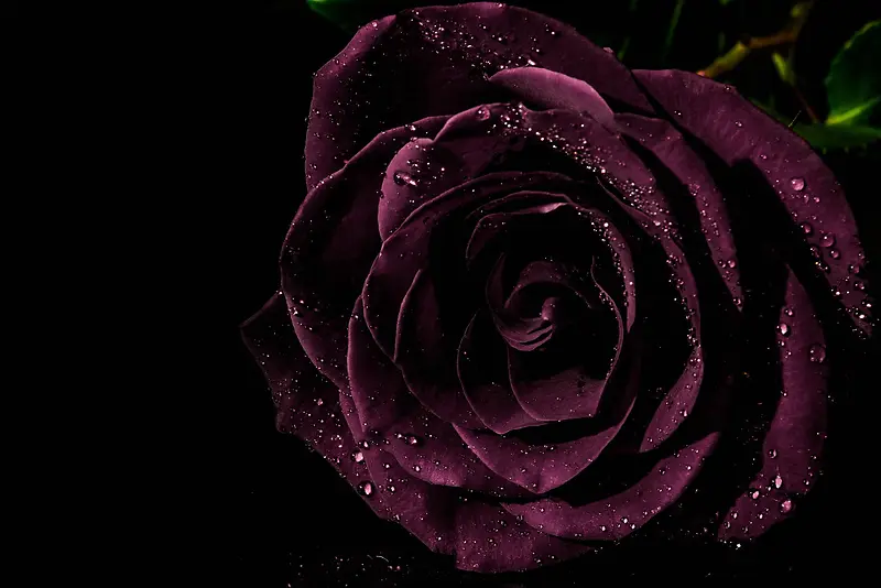 黑色背景紫色神秘花朵