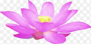 紫色花朵开放高清