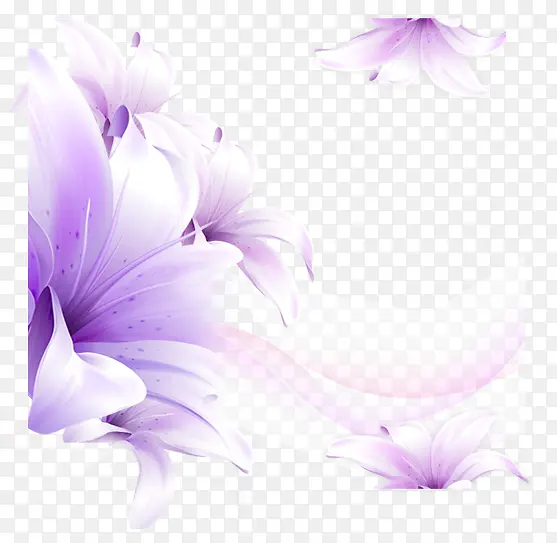 紫色百合