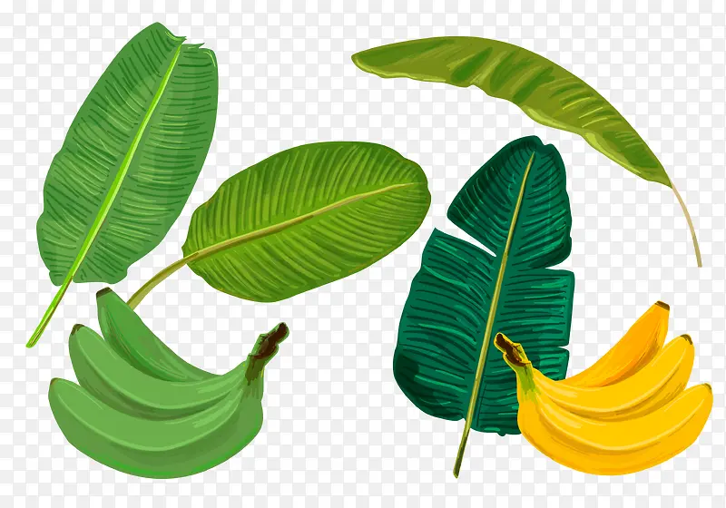 矢量绿色香蕉芭蕉叶