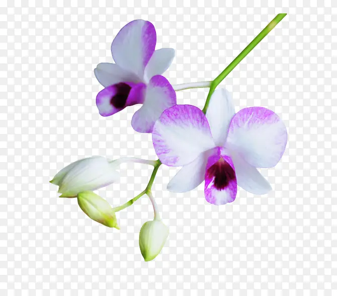 石斛紫色花朵花枝