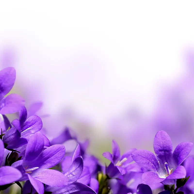 梦幻背景紫色鲜花