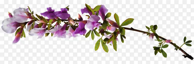 紫色花卉高清素材