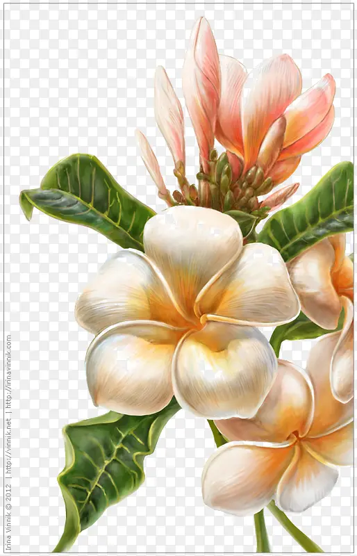 手绘鸡蛋花