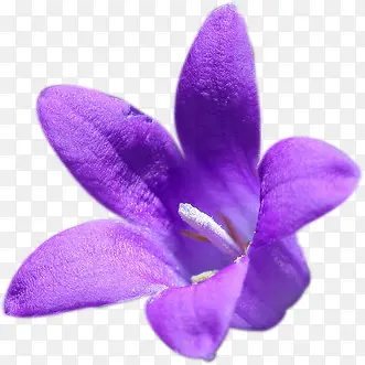 紫色美丽饱满花朵