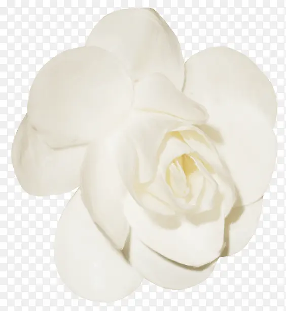 白花免抠图片