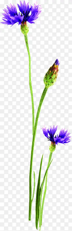 创意合成摄影紫色的花卉植物效果
