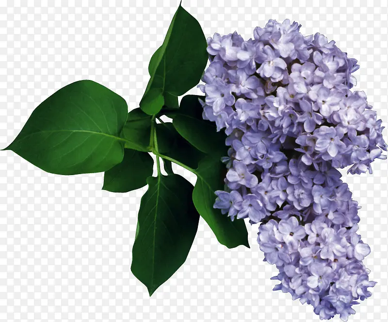 紫色花朵绿叶装饰图片