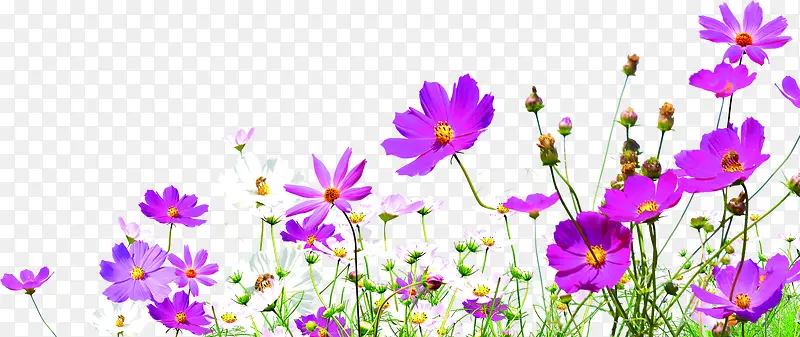 紫色花卉高清摄影