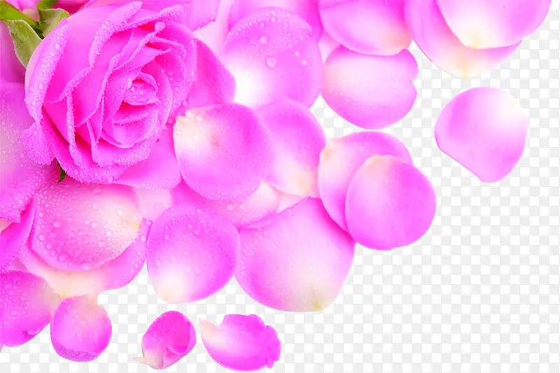 紫色鲜花花瓣风景