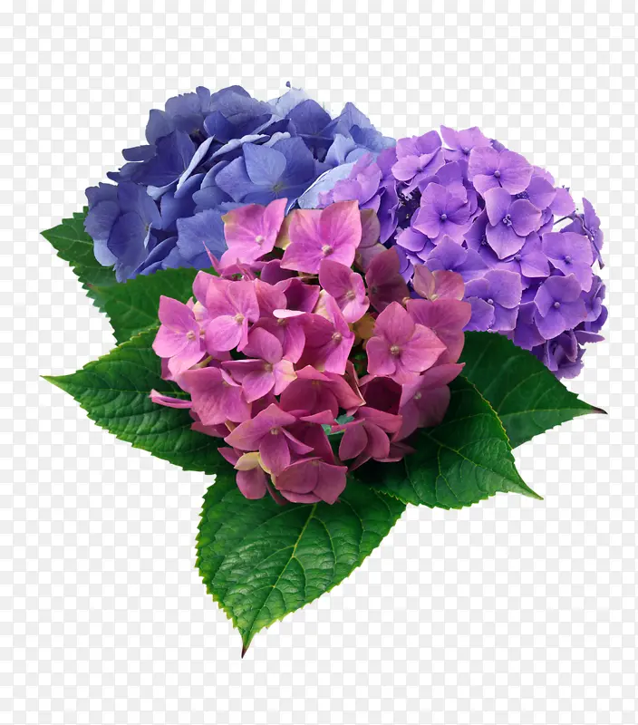 粉色紫色蓝色花朵