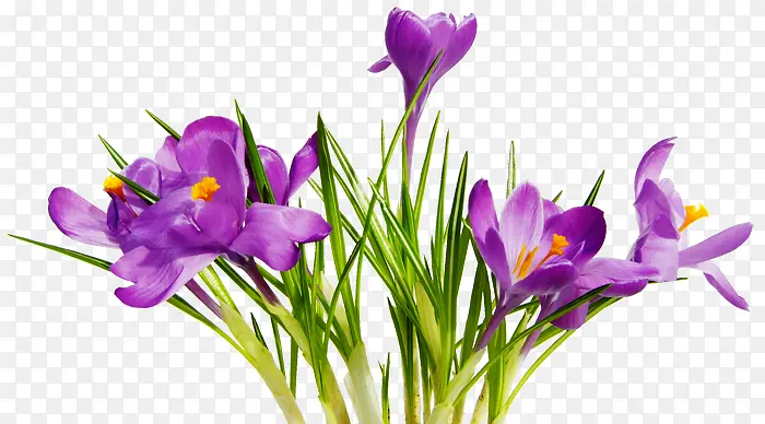创意合成紫色的花卉植物图案