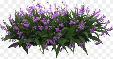 创意高清素材紫色的花卉紫罗兰