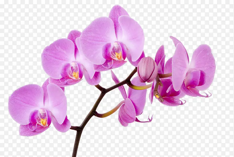 紫色花朵花枝装饰图片