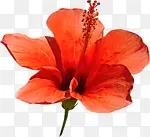 红色花朵免抠免抠图片
