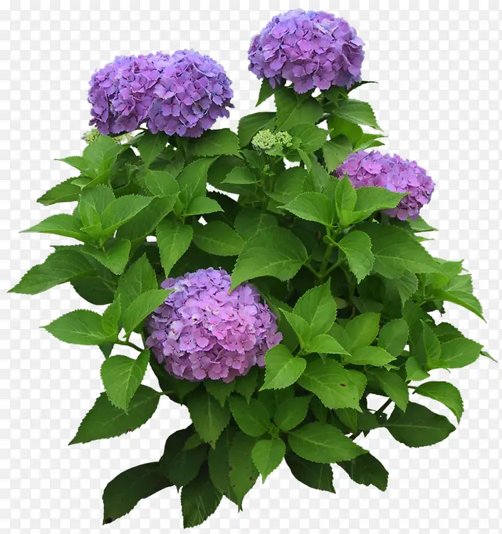 紫色花朵绿叶图片装饰