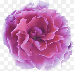 紫色盛开鲜花康乃馨
