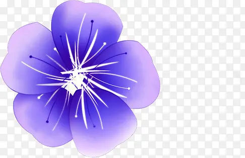 紫色花朵夏天
