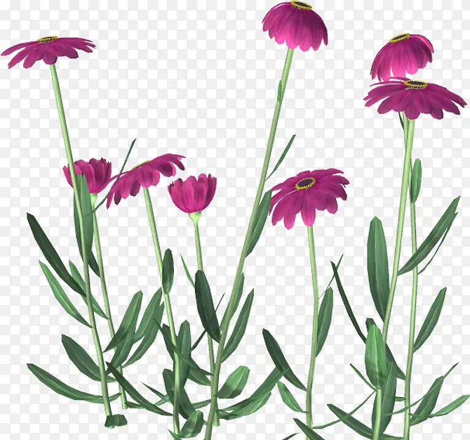 花朵花枝紫色花朵装饰
