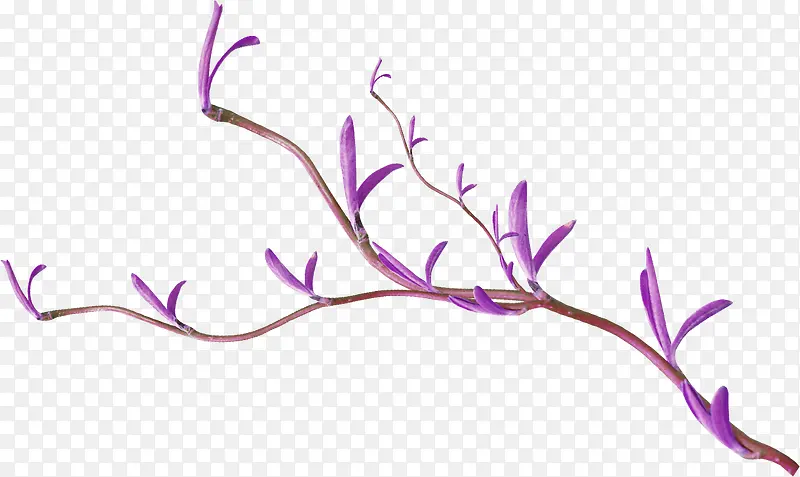 紫色花卉头像素材