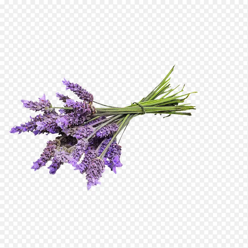 紫色薰衣草花束装饰素材图片PNG图片素材下载_图片编号qvvnmzon-免抠素材网