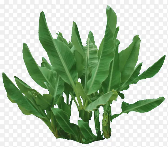 绿色植物芭蕉叶