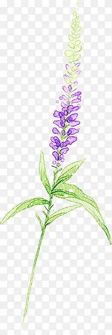春天紫色鲜花植物装饰