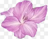 高清创意紫色的花卉植物合成效果