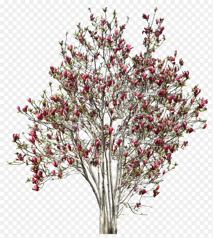 粉红花朵树