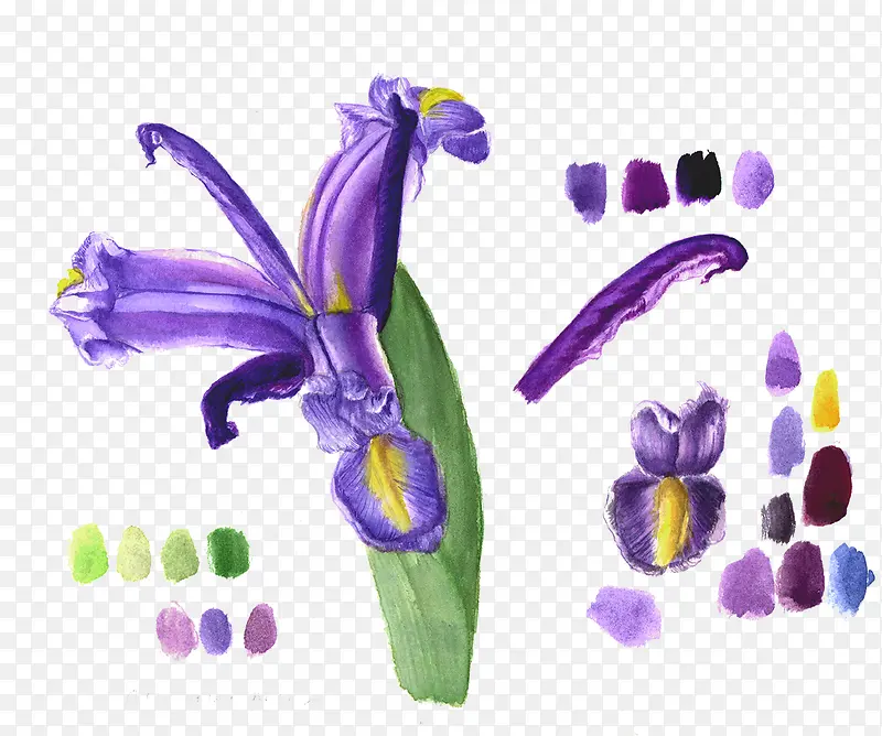 手绘紫色彩绘花卉花瓣