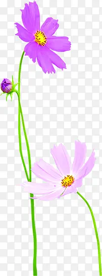 清新紫色小花环保装饰