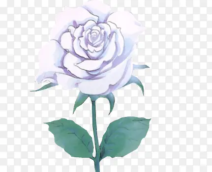 白玫瑰手绘