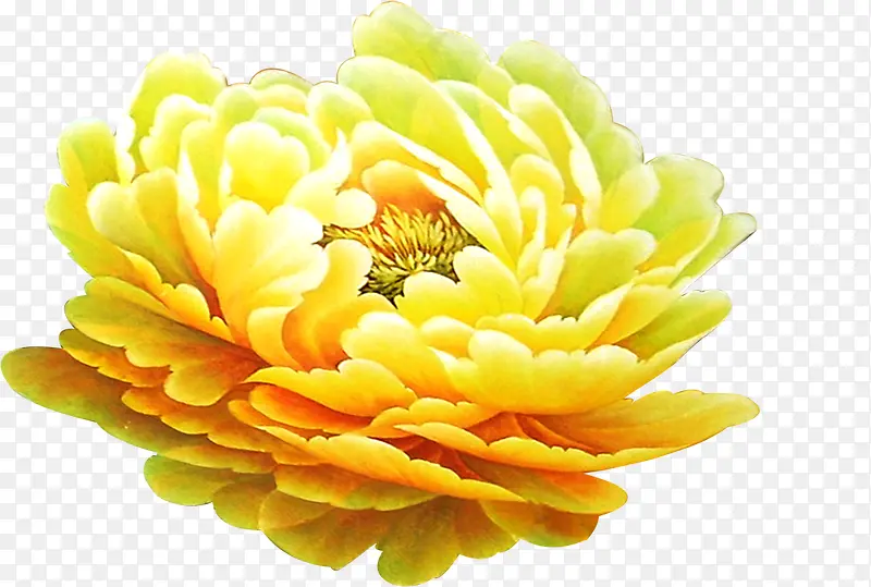 黄色富贵花插画背景