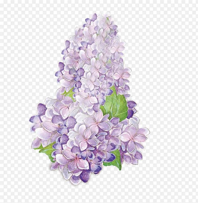 紫色丁香花簇手绘插画PNG图片素材下载_图片编号ygeglnbv-免抠素材网