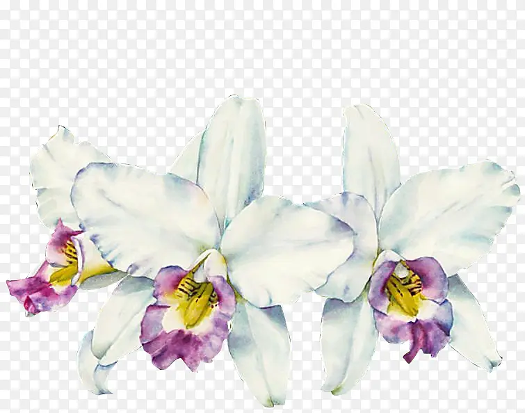 手绘白色五瓣花植物素材