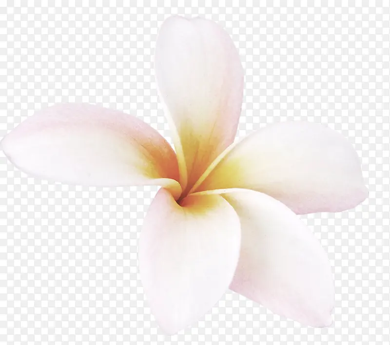 高清白色五朵花瓣