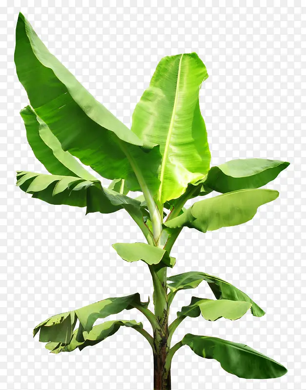 植物芭蕉树