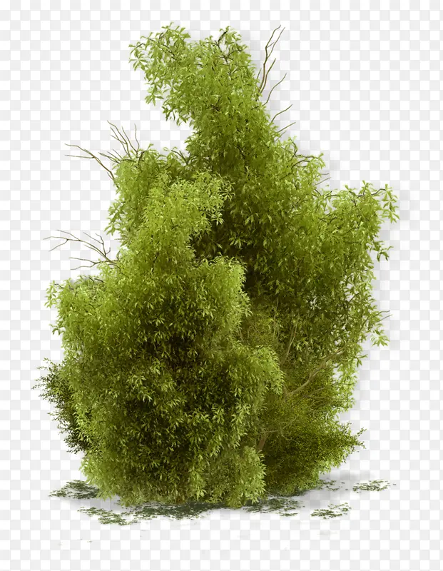 绿色大团植物png素材