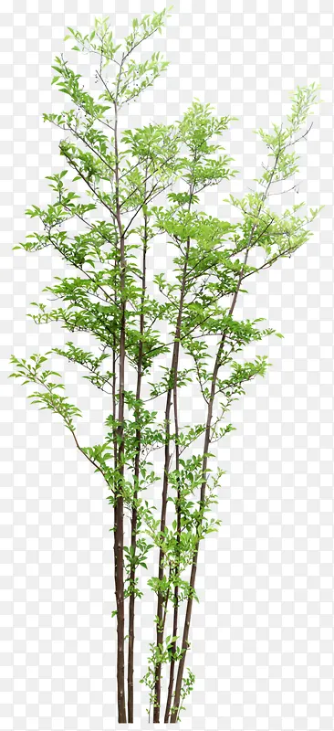 绿色 植物 树 png素材