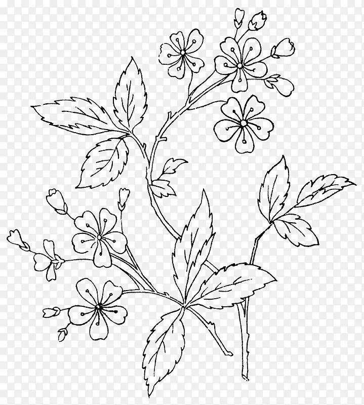 素描的叶子