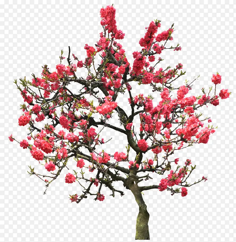 红色花朵梅花树枝素材